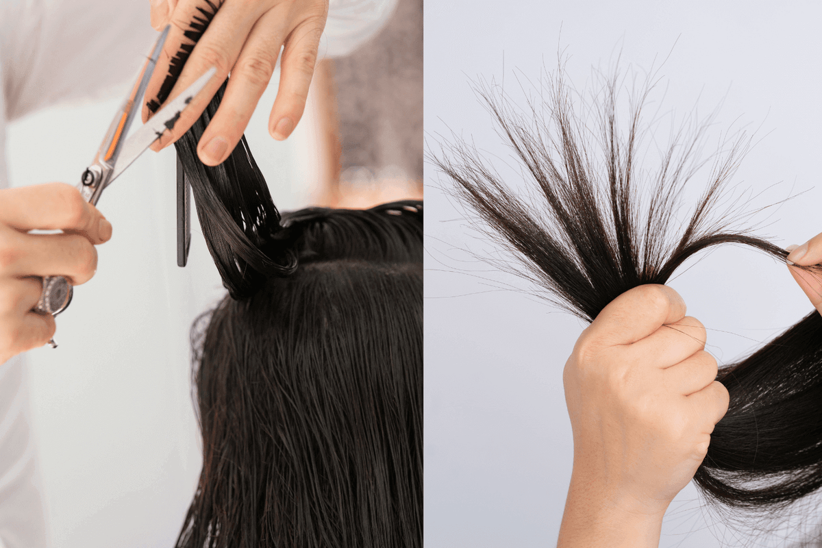 Are Your Shears Causing Split Ends — Hair cutting process and inspecting split ends.